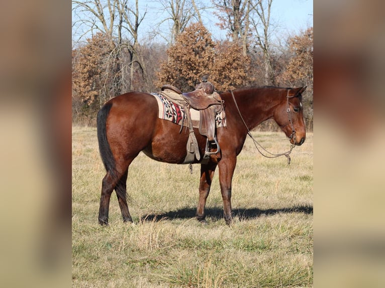 American Quarter Horse Gelding 7 years 15,1 hh Bay in Brownstown IL