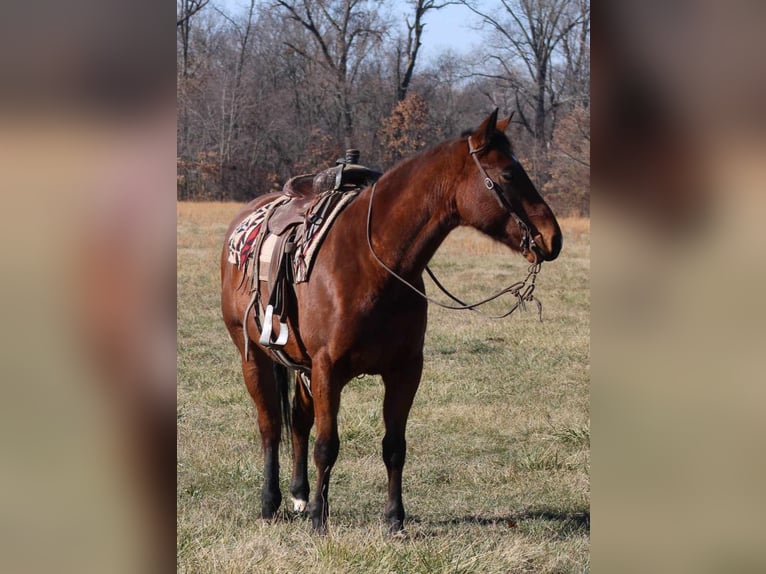 American Quarter Horse Gelding 7 years 15,1 hh Bay in Brownstown IL