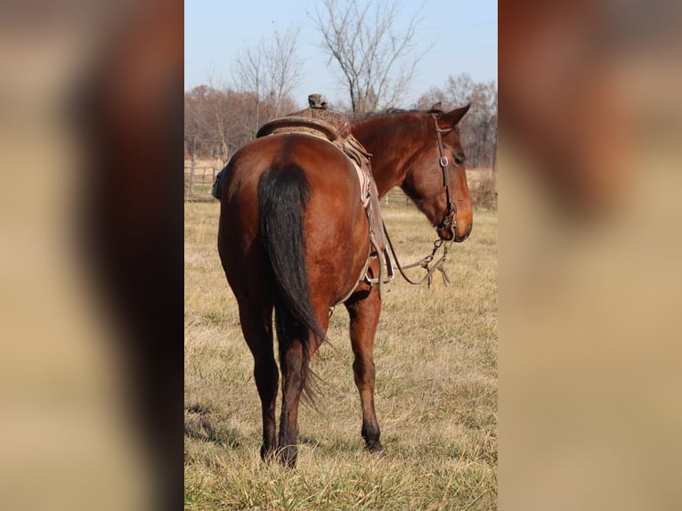 American Quarter Horse Gelding 7 years 15,1 hh Bay in Brownstown IL