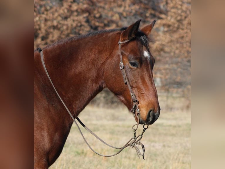 American Quarter Horse Gelding 7 years 15,1 hh Bay in Brownstown IL