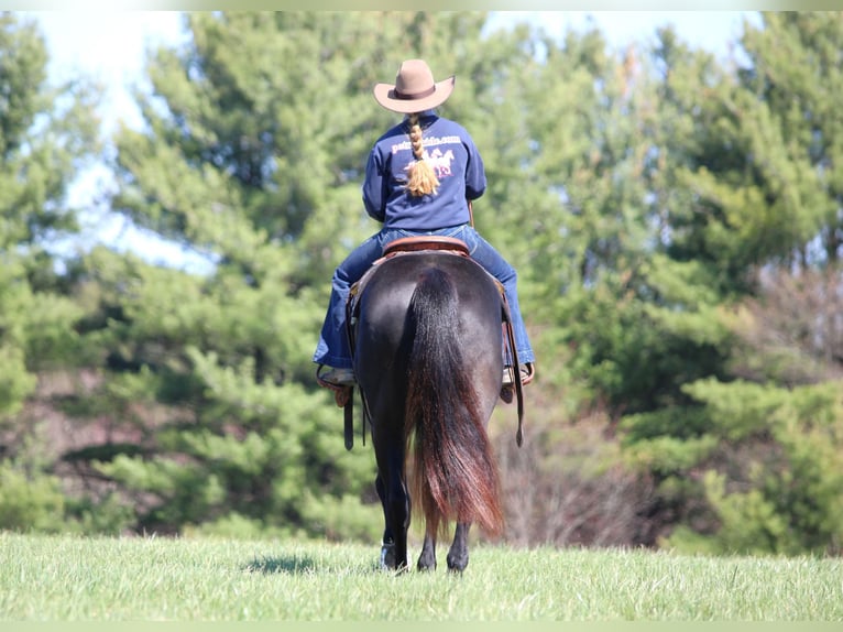 American Quarter Horse Gelding 7 years 15,1 hh Black in Clarion