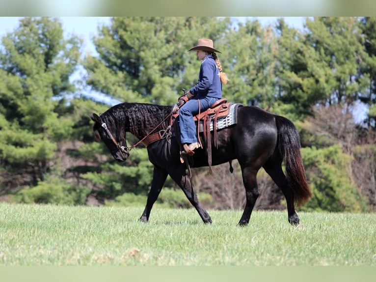 American Quarter Horse Gelding 7 years 15,1 hh Black in Clarion