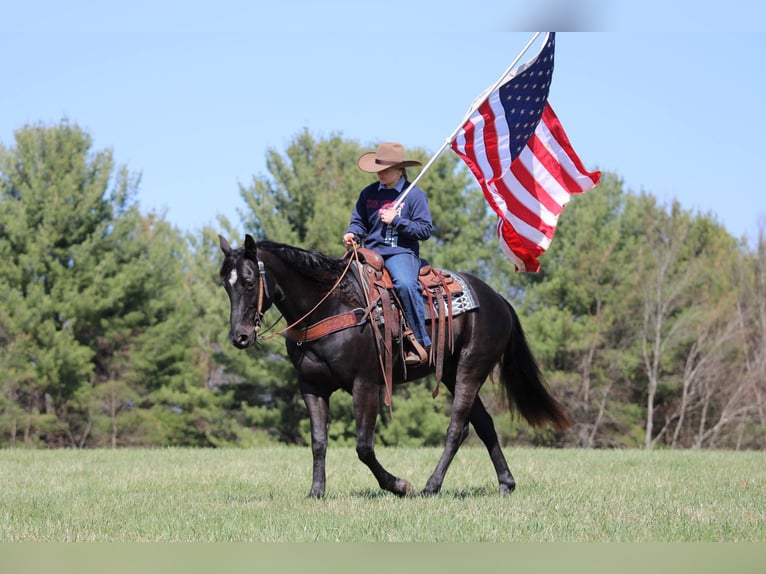 American Quarter Horse Gelding 7 years 15,1 hh Black in Clarion