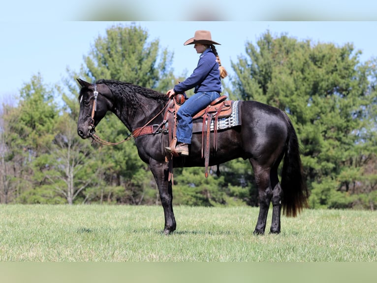 American Quarter Horse Gelding 7 years 15,1 hh Black in Clarion