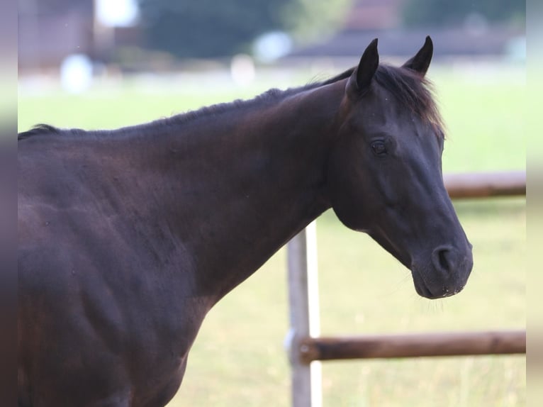 American Quarter Horse Gelding 7 years 15,1 hh Black in Steffisburg