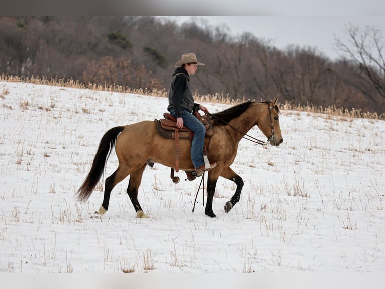American Quarter Horse Gelding 7 years 15,1 hh Buckskin in Needmore