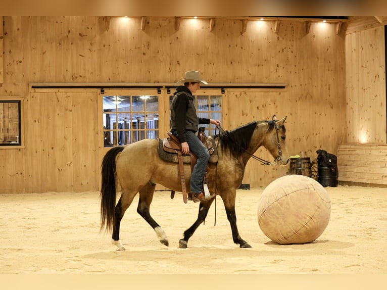 American Quarter Horse Gelding 7 years 15,1 hh Buckskin in Needmore