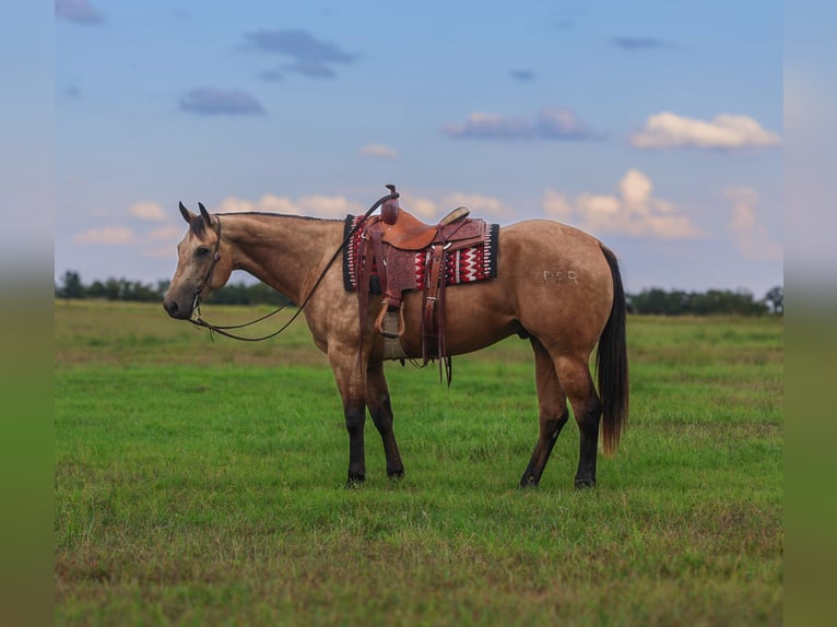 American Quarter Horse Gelding 7 years 15,1 hh Buckskin in Mount Vernon, TX