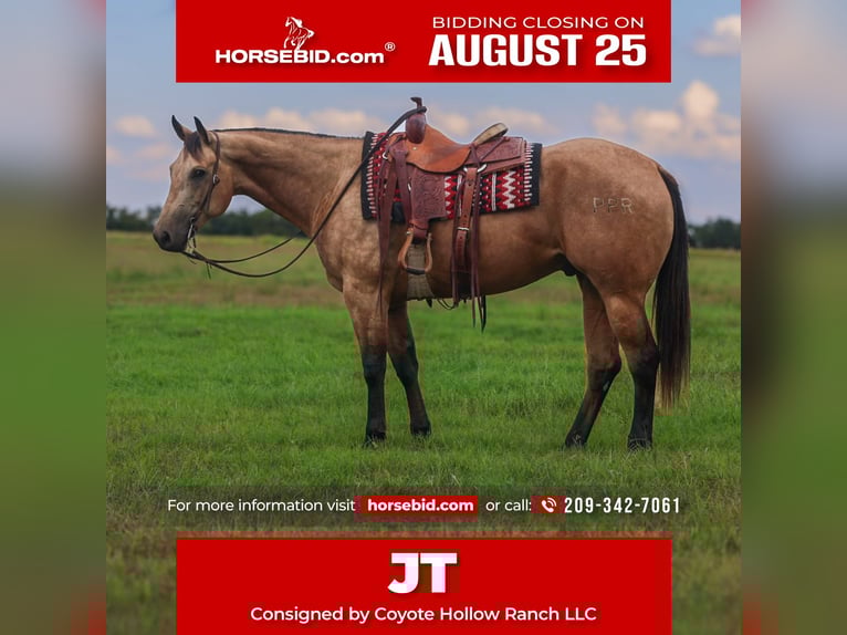 American Quarter Horse Gelding 7 years 15,1 hh Buckskin in Mount Vernon, TX
