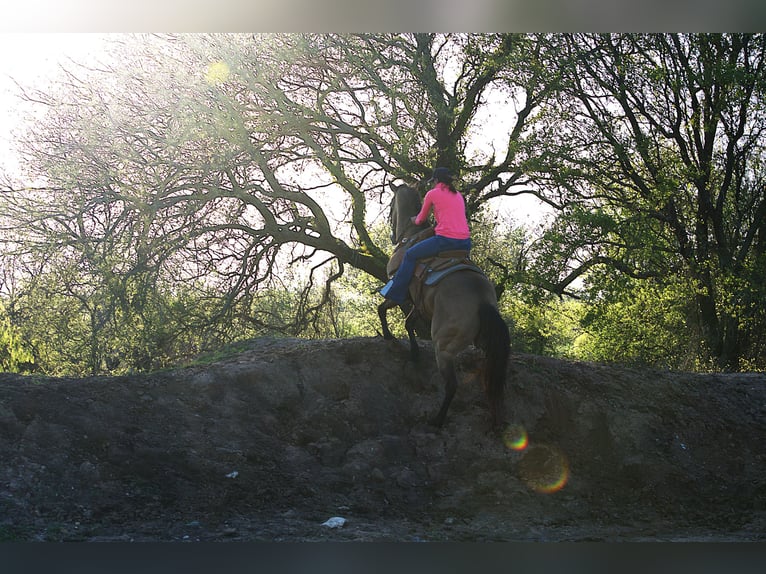 American Quarter Horse Gelding 7 years 15,1 hh Buckskin in Stephenville