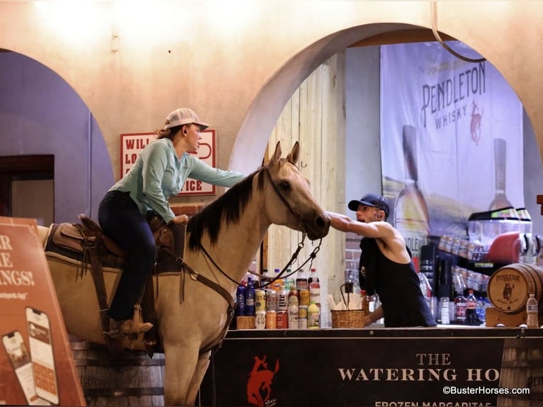 American Quarter Horse Gelding 7 years 15,1 hh Buckskin in Weatherford TX