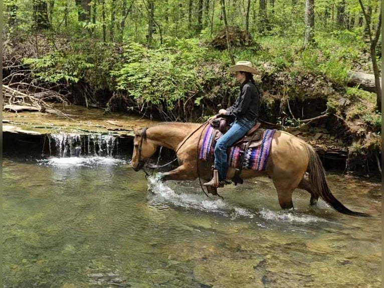 American Quarter Horse Gelding 7 years 15,1 hh Buckskin in Robards