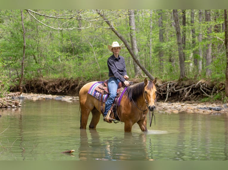 American Quarter Horse Gelding 7 years 15,1 hh Buckskin in Robards