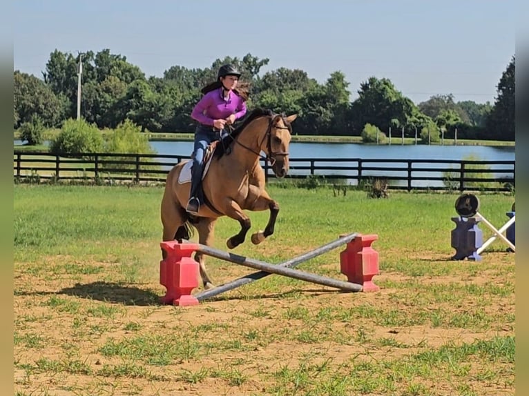 American Quarter Horse Gelding 7 years 15,1 hh Buckskin in Robards