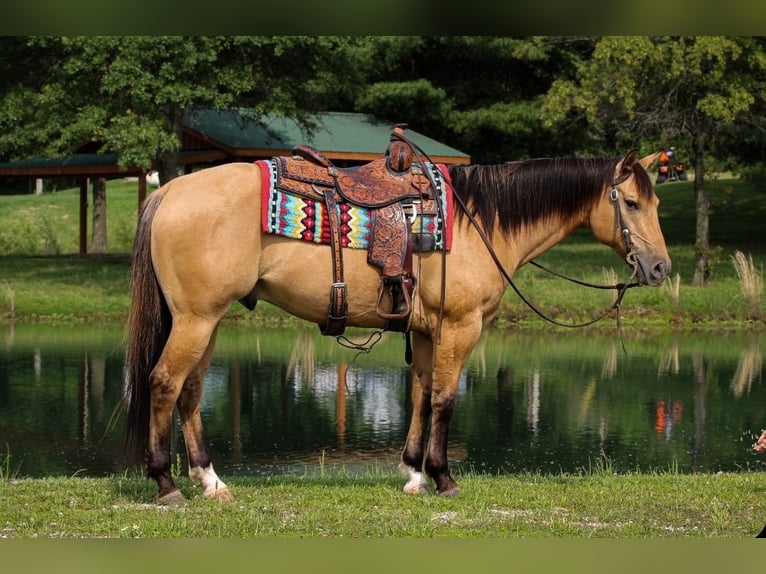 American Quarter Horse Gelding 7 years 15,1 hh Buckskin in Robards