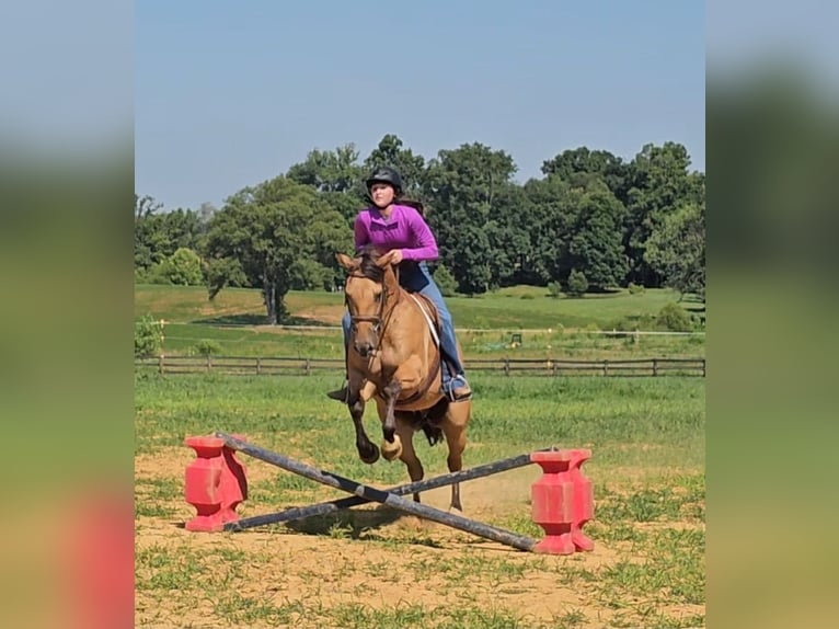 American Quarter Horse Gelding 7 years 15,1 hh Buckskin in Robards