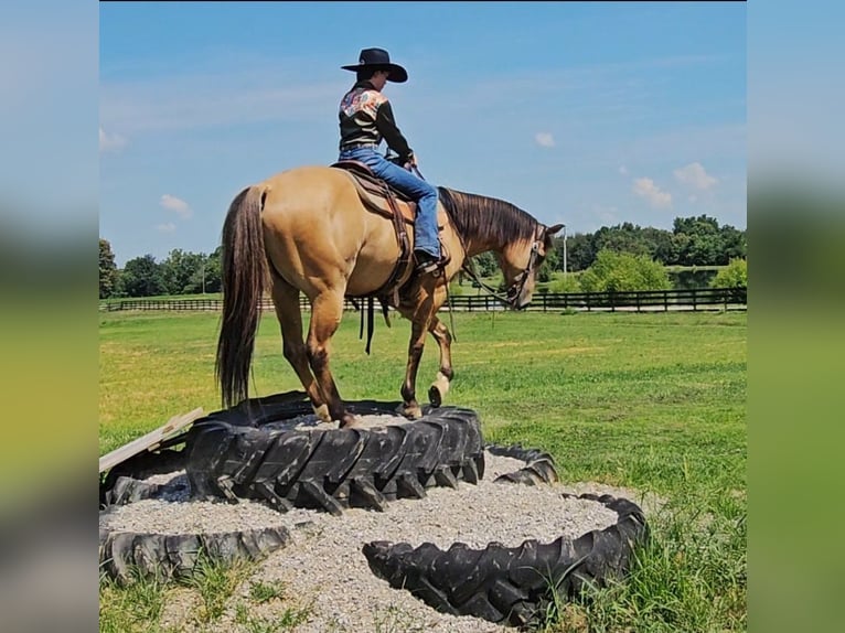 American Quarter Horse Gelding 7 years 15,1 hh Buckskin in Robards