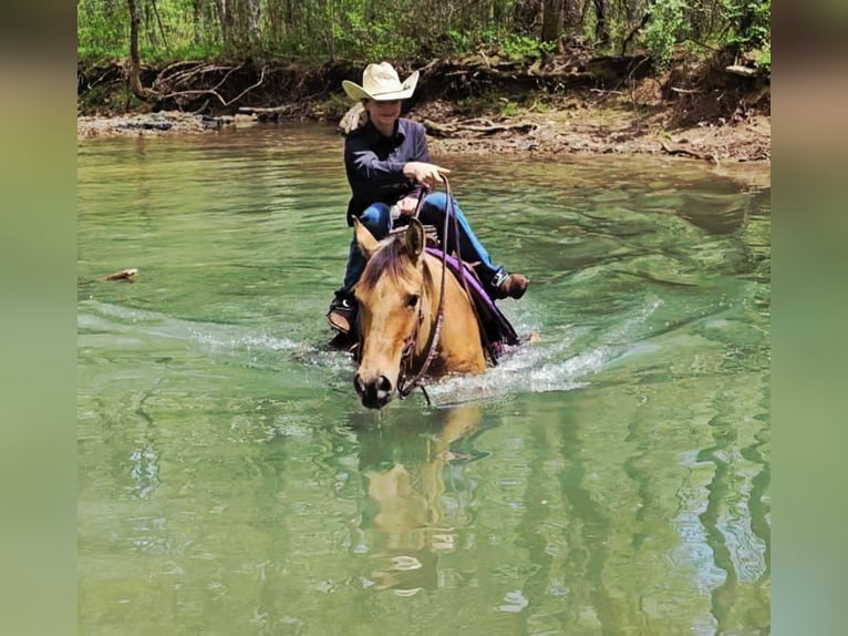 American Quarter Horse Gelding 7 years 15,1 hh Buckskin in Robards