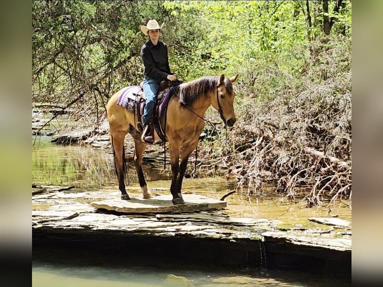American Quarter Horse Gelding 7 years 15,1 hh Buckskin in Robards