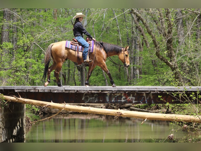 American Quarter Horse Gelding 7 years 15,1 hh Buckskin in Robards