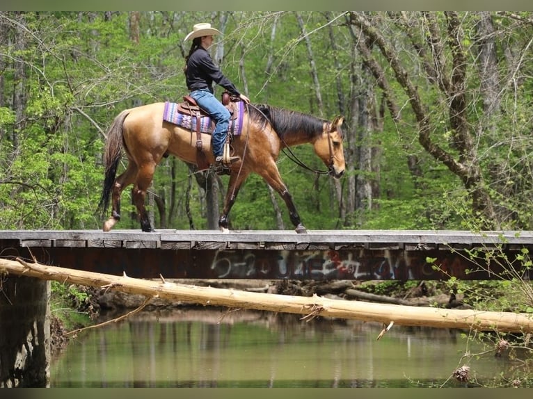 American Quarter Horse Gelding 7 years 15,1 hh Buckskin in Robards