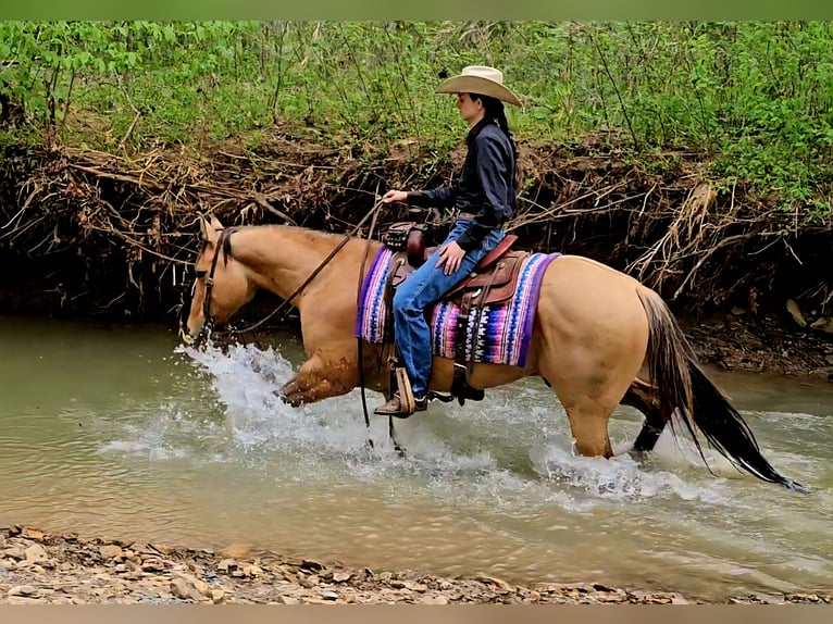 American Quarter Horse Gelding 7 years 15,1 hh Buckskin in Robards