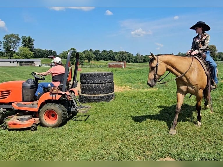 American Quarter Horse Gelding 7 years 15,1 hh Buckskin in Robards