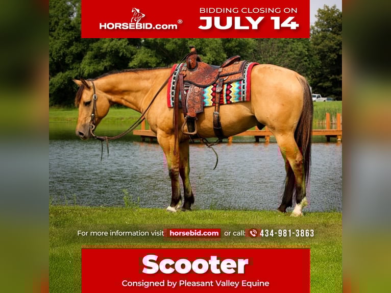 American Quarter Horse Gelding 7 years 15,1 hh Buckskin in Robards