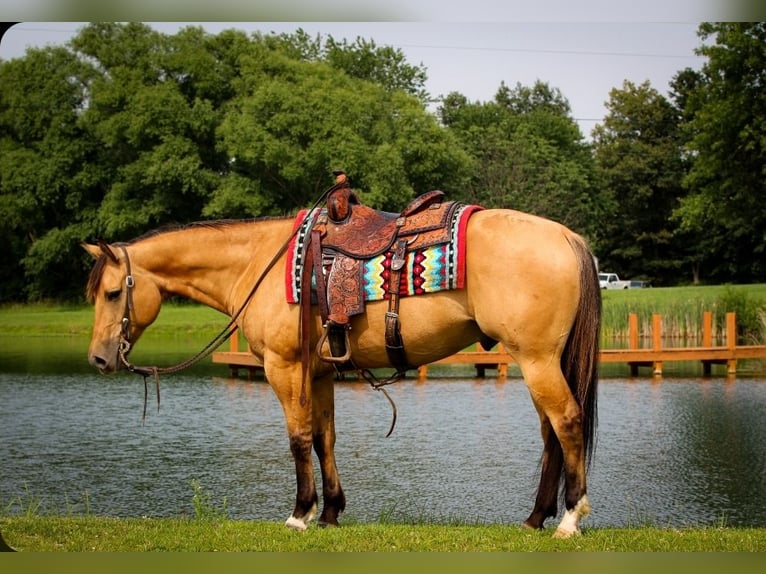 American Quarter Horse Gelding 7 years 15,1 hh Buckskin in Robards