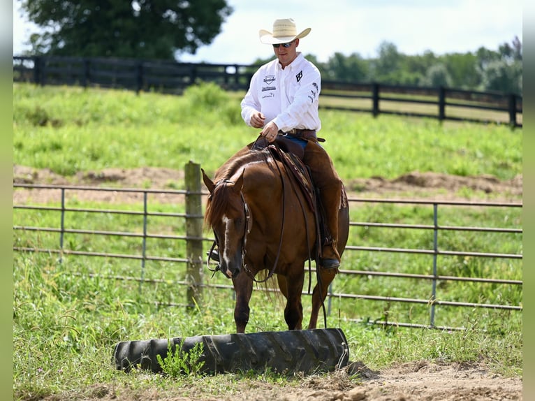 American Quarter Horse Gelding 7 years 15,1 hh Chestnut in Jackson, OH