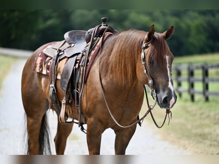 American Quarter Horse Gelding 7 years 15,1 hh Chestnut in Jackson, OH