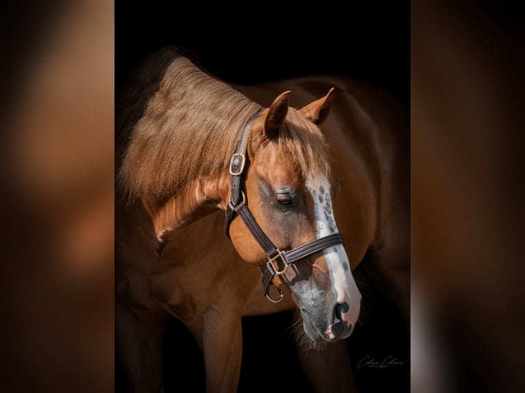 American Quarter Horse Gelding 7 years 15,1 hh Chestnut-Red in Oberwil BL