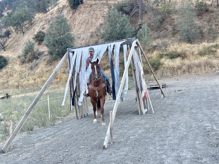 American Quarter Horse Gelding 7 years 15,1 hh Chestnut in Paicines CA