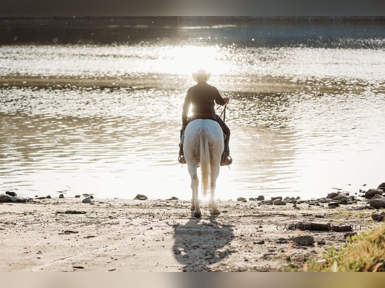 American Quarter Horse Gelding 7 years 15,1 hh Grey in Lewistown