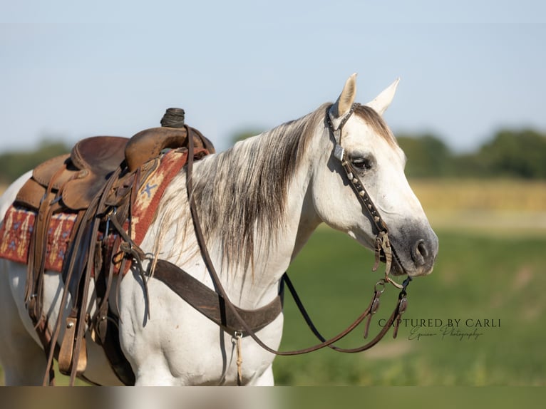 American Quarter Horse Gelding 7 years 15,1 hh Grey in Lewistown