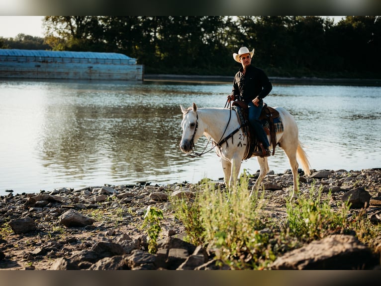 American Quarter Horse Gelding 7 years 15,1 hh Grey in Lewistown