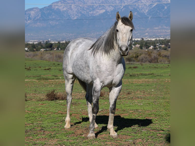 American Quarter Horse Gelding 7 years 15,1 hh Grey in Norco