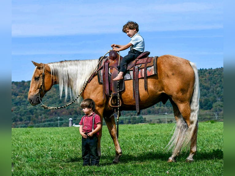 American Quarter Horse Gelding 7 years 15,1 hh Palomino in Rebersburg