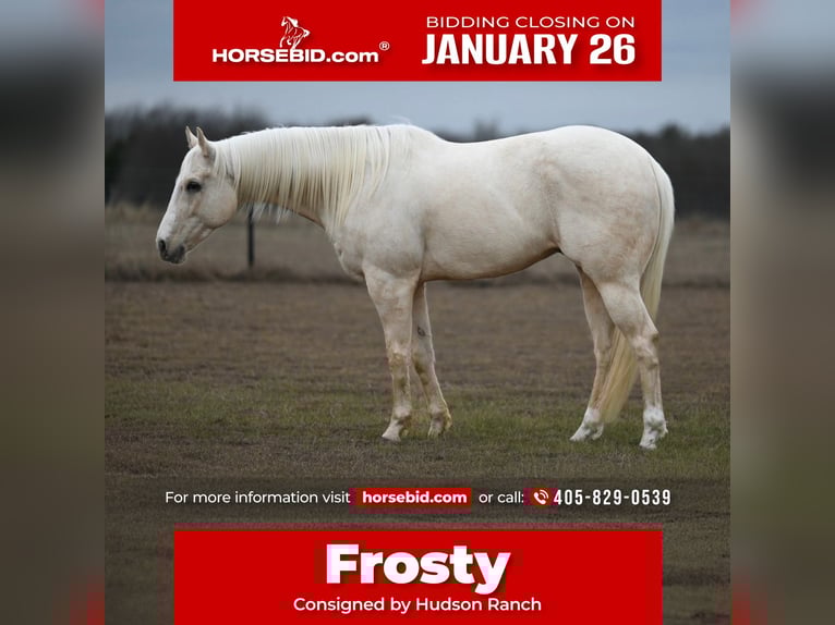 American Quarter Horse Gelding 7 years 15,1 hh Palomino in Burleson