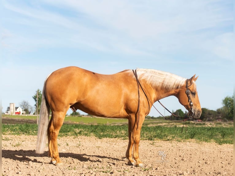 American Quarter Horse Gelding 7 years 15,1 hh Palomino in Caldwell, ID