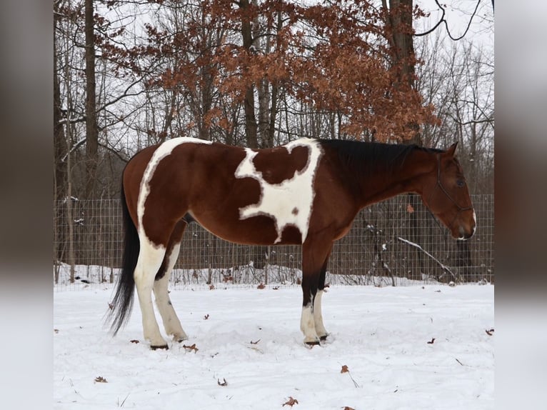 American Quarter Horse Gelding 7 years 15,1 hh Pinto in Howell