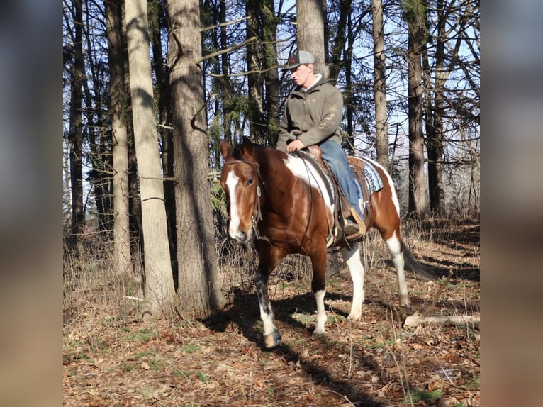 American Quarter Horse Gelding 7 years 15,1 hh Pinto in Howell