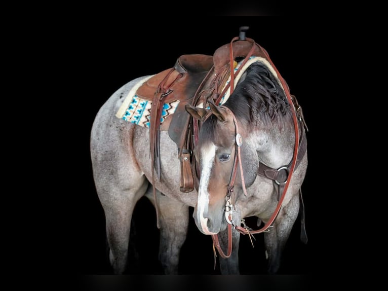 American Quarter Horse Gelding 7 years 15,1 hh Roan-Bay in Clarion
