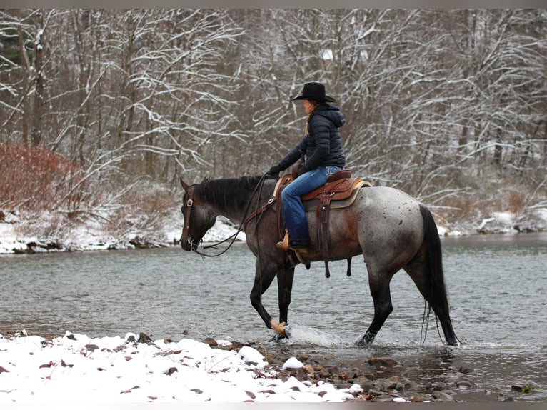 American Quarter Horse Gelding 7 years 15,1 hh Roan-Bay in Clarion