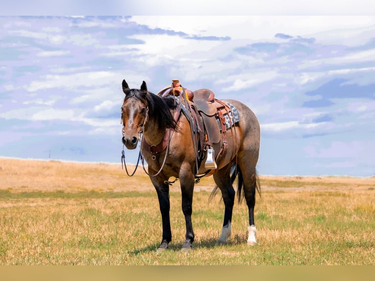 American Quarter Horse Gelding 7 years 15,1 hh Roan-Bay in Saint Anthony, ID