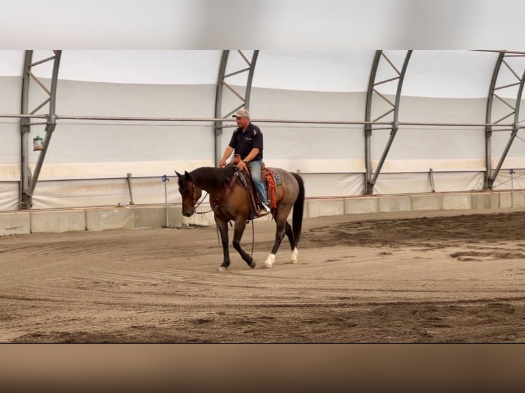 American Quarter Horse Gelding 7 years 15,1 hh Roan-Bay in Saint Anthony, ID