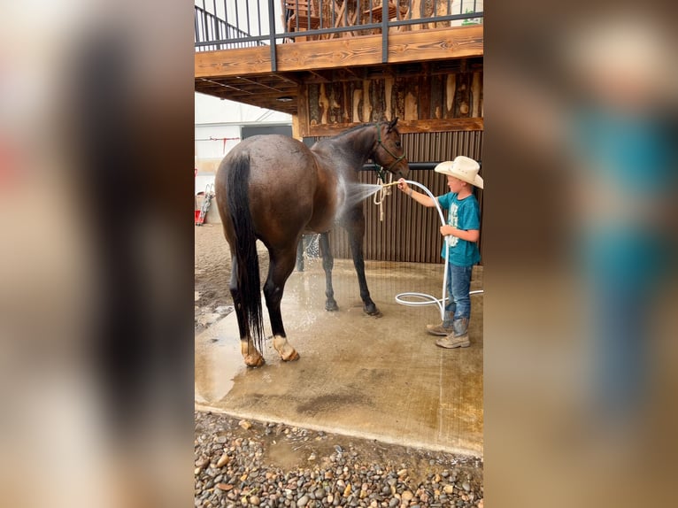 American Quarter Horse Gelding 7 years 15,1 hh Roan-Bay in Saint Anthony, ID