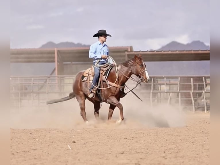 American Quarter Horse Gelding 7 years 15,1 hh Roan-Red in Aguila