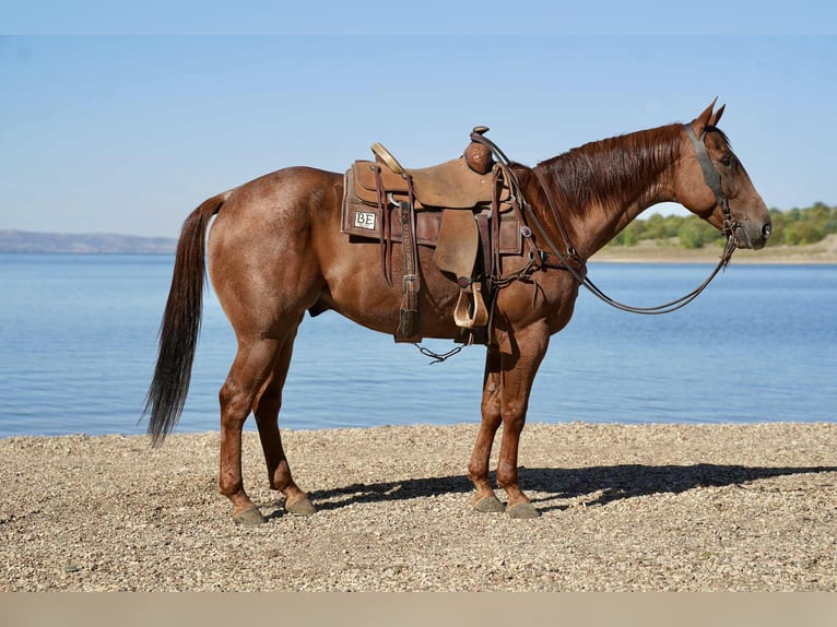 American Quarter Horse Gelding 7 years 15,1 hh Roan-Red in Stickney