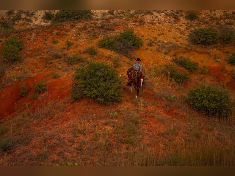 American Quarter Horse Gelding 7 years 15,1 hh Sorrel in Canyon